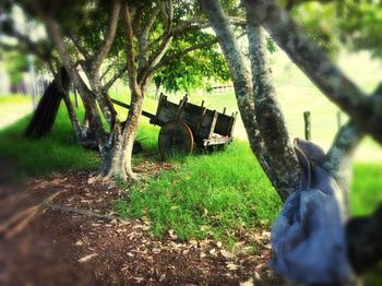 Trees on grassy field