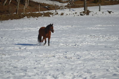 Horse on snow field during winter