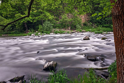 Scenic view of lake in forest