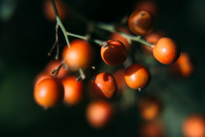 Close-up of berries growing on plant