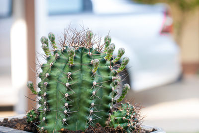 Close-up of succulent plant