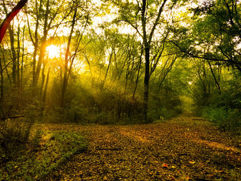 Trees in forest during autumn