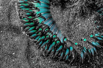 Close-up of peacock