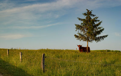 View of a horse on field