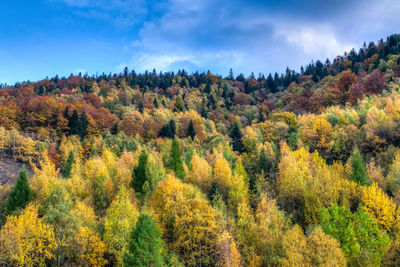 Scenic view of trees against sky