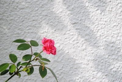 Close-up of rose against wall