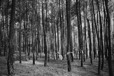 Panoramic shot of trees on field in forest