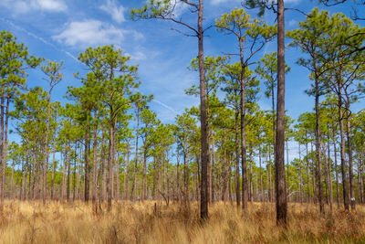 Trees growing on field against sky