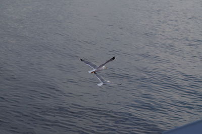 Swans swimming in water