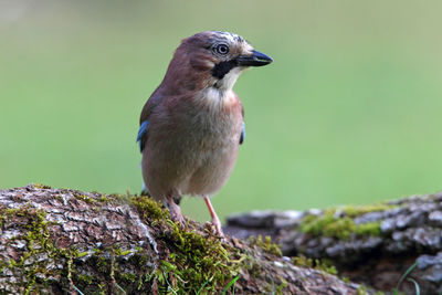 Close-up of bird perching on rock