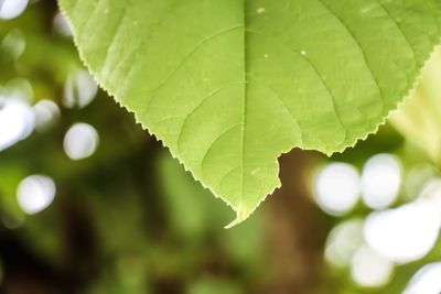 Close-up of dew drops on leaves