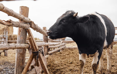 Holstein dairy cow looking over a wooden fence