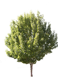 Low angle view of plant against clear sky