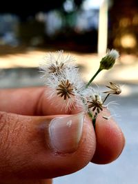 Close-up of hand holding dandelion
