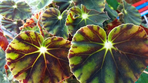 Close-up of green leaves on plant