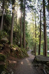 Footpath amidst trees in forest