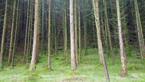 Full frame shot of trees in forest