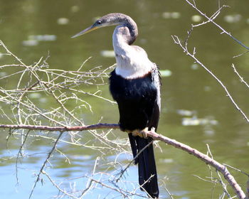 Bird perching on a branch