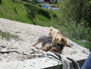 Close-up of a dog