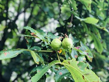 Close-up of berries on tree