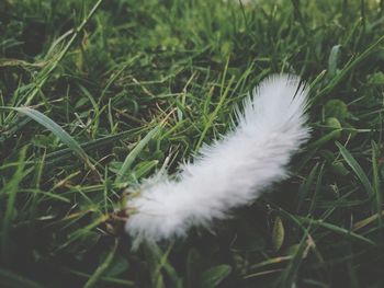 Close-up of white feather on grass