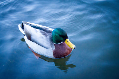 High angle view of duck swimming on lake