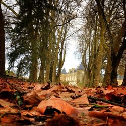 Trees in autumn