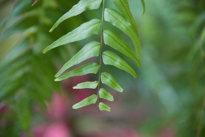 Close-up of fresh green plant