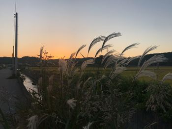 Grass growing on field against sky during sunset