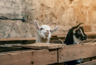 Close-up of a goat