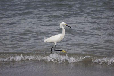 View of bird on beach