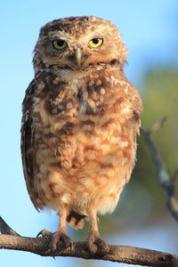 Close-up of owl perching on branch