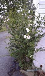 High angle view of flowering plants by footpath