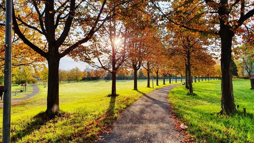 Footpath amidst trees in park during autumn