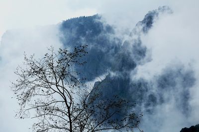 Low angle view of trees against cloudy sky