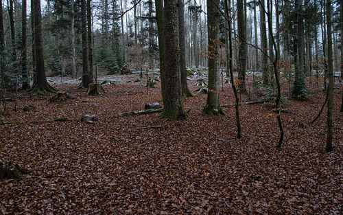 Trees in forest