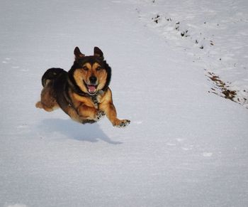 High angle view of dog on snow field