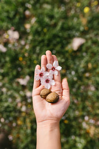 Close-up of hand holding plant