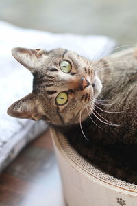 Close-up portrait of a cat