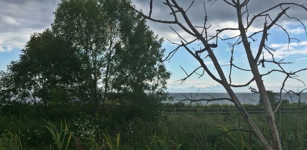 Scenic view of grassy field against sky