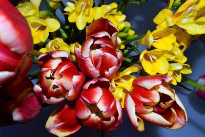 Close-up of red roses on plant