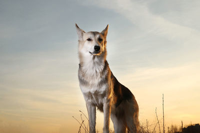 Portrait of a dog looking away against sky