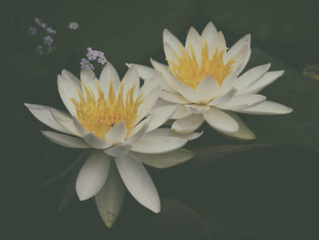 Close-up of white flowers