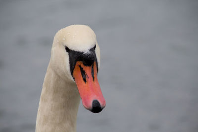 Close-up of swan swimming in lake