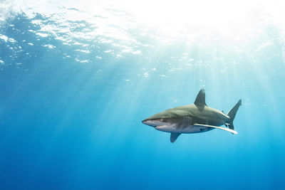 Close encounter of a oceanic white tip shark at cat island bahamas