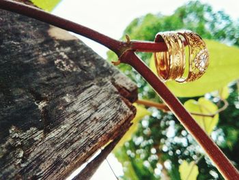 Close-up of wood on tree