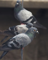 Close-up of pigeon perching