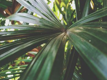 Close-up of palm leaf