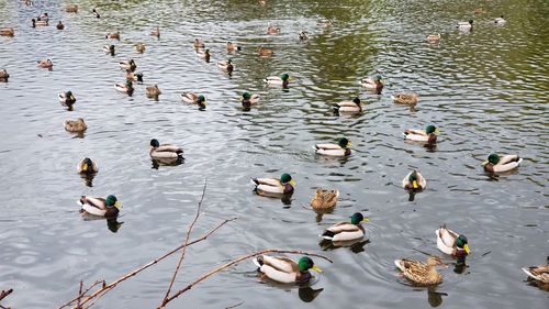 High angle view of ducks swimming in lake