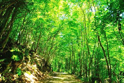 Walkway amidst trees in forest